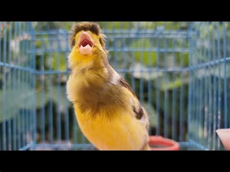 Canary Singing Bird Sounds At Its Best Canary Singing Song At Hours