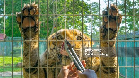 Tiger Feeding High-Res Stock Photo - Getty Images