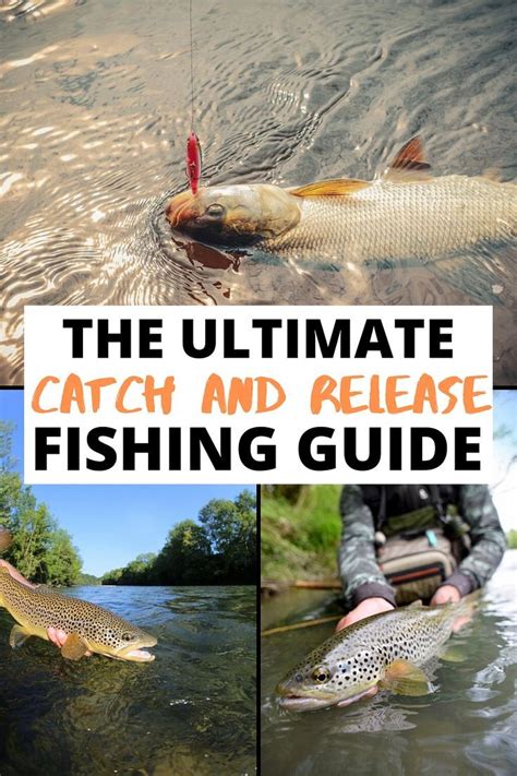 Catch And Release Fishing A Step By Step Guide On How To Do It