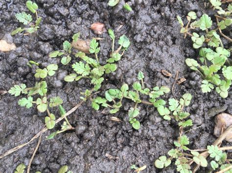 Weeds Winter And Early Spring Ecoturf Of Northern Colorado