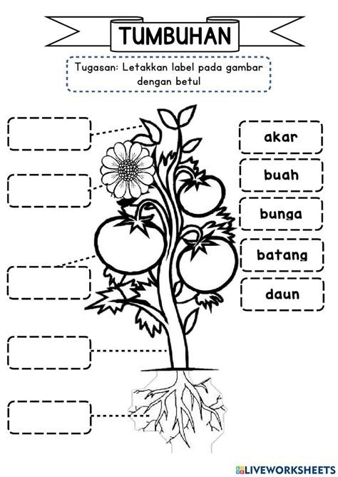 Transisi - tumbuhan worksheet Preschool Learning Activities, School