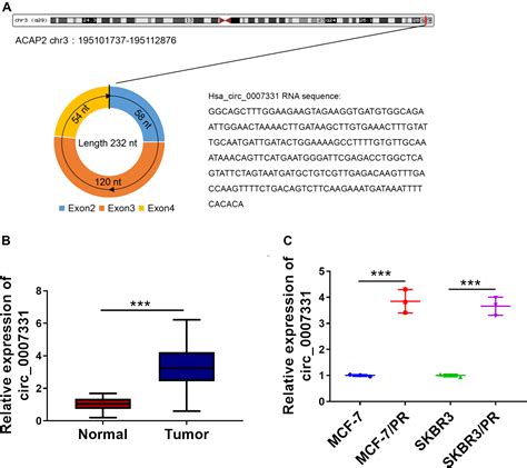 Circ 0 007 331 Promotes The PTX Resistance And Progression Of Breast