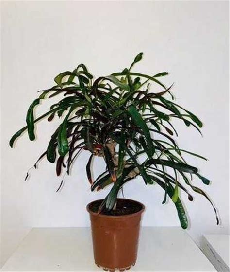 Кротон узколистный Москва | Растения | Festima.Ru – мониторинг объявлений