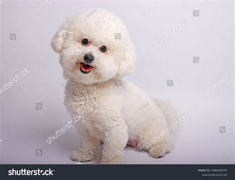 12,343 Bichon Frise Royalty-Free Images, Stock Photos & Pictures ...