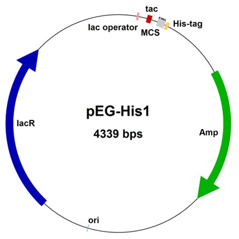 E Coli Expression Systems Poly His Tag Cloning Vector Peg His