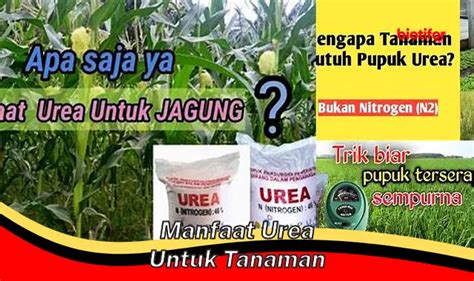 Temukan Manfaat Urea Untuk Tanaman Yang Jarang Diketahui Biotifor