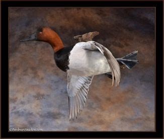 Birdman Studios – Premium Bird Taxidermy Duck Mounts