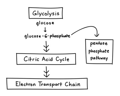 Biochem Exam Flashcards Quizlet