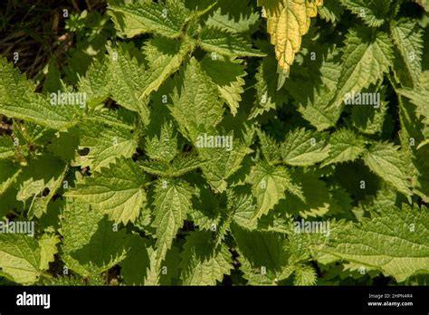 Stinging Nettles Urtica Dioica In The Garden The Plant Is Also Known