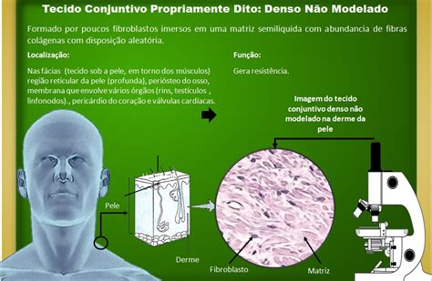 Faqbio Apoio Ao Estudo De Biologia Ficha Resumo Histologia Tecido