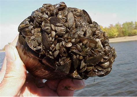 Quagga mussel larvae confirmed present in Snake River