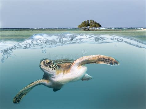 Sea Turtle Surfing Onto the Beach Stock Image - Image of coast, hawaii ...