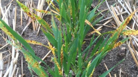 Warning raised as crop diseases found in barley farms | The Albany ...