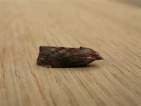 Galleria mellonella | Galleria mellonella (Linnaeus, 1758), … | Flickr