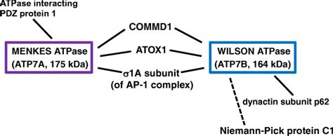 Highly Simplified Depiction Of Interactomes Of The Human Download