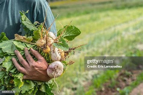 Turnip Field Photos And Premium High Res Pictures Getty Images