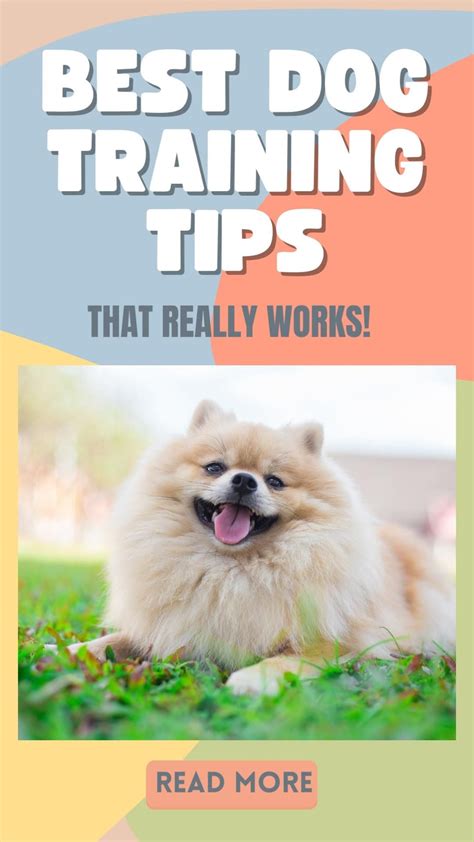 Best dog training tips how to train your dog easy effective training ...