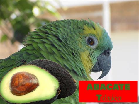 Papagaio Pode Comer Abacaxi - 7