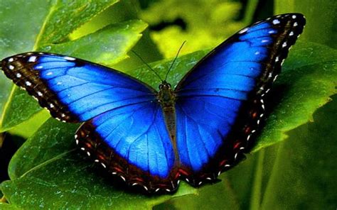 Pin De Francine Bianchin Em Borboletas Azuis Morfo Azul Fotos De