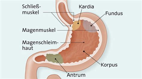 Gastroparese Magenl Hmung Apotheken Umschau