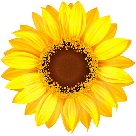 Girasol Png