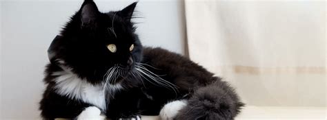 ways to cat stressed cheap 8