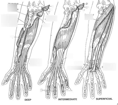 Movers Of The Hand Joint Diagram Quizlet