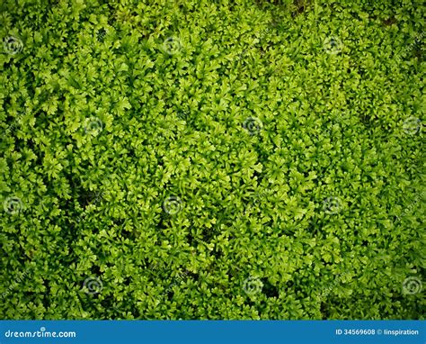 Musgo Verde Fundo Da Grama Foto De Stock Imagem De Parede Perfeita