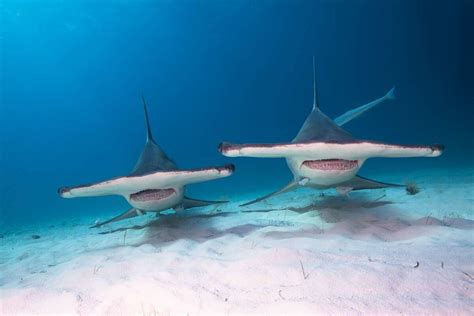 The nine species of hammerhead shark - DIVE Magazine