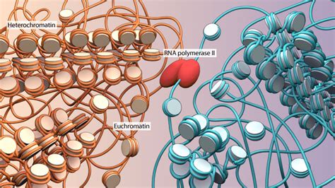 From 170 Super Coiling Of DNA Into Hetero Chromatin Makes It