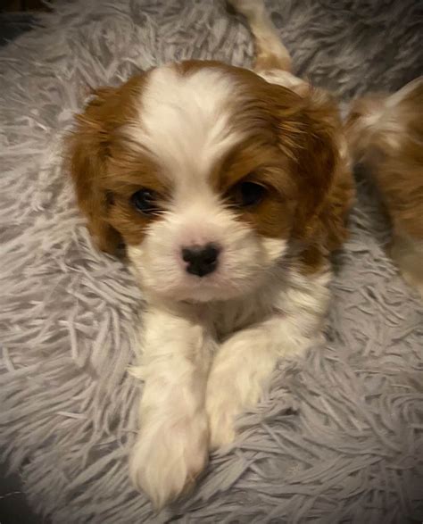 Cavalier King Charles Spaniel Puppies For Sale - AKC PuppyFinder