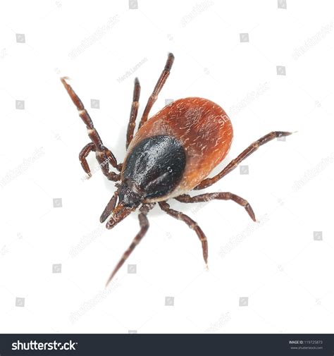 Tick Isolated On White Background Extreme Close Up Stock Photo