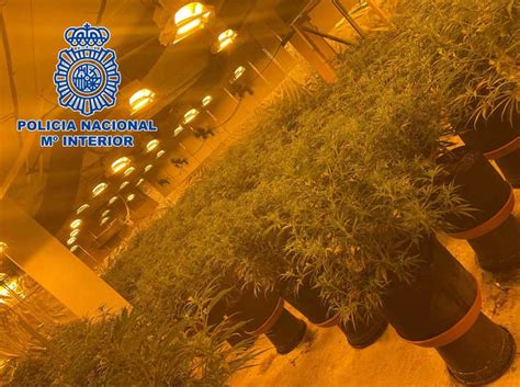 La Polic A Nacional Desmantela Dos Plantaciones De Marihuana En Barber