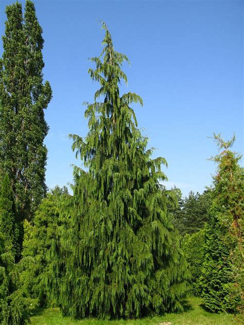 Callitropsis Nootkatensis Pendula Alaska Cedar Nootka Cypress