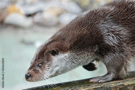 River Otter Face Profile