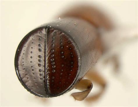 Bark Beetle Parade