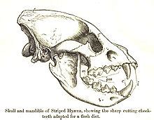 Hyena - Wikipedia