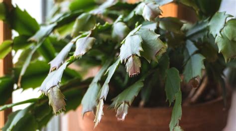 Why Isn't My Thanksgiving Cactus Blooming?