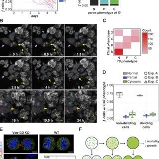 Peroxisome phenotype changes over time in VPS13D-KO. (A) GFP-CAT stable ... 