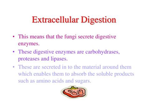 PPT - Extra Cellular Digestion In Saprophytic Fungus PowerPoint Presentation - ID:290690