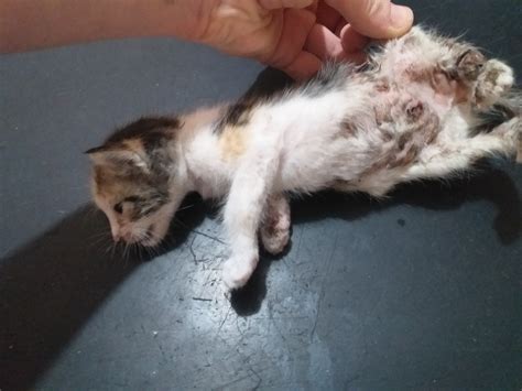 How to prevent mango worms from harming your dogs 2