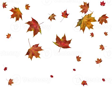 Autumn Maple Leaves Png