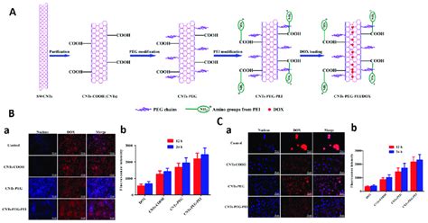 A Schematic Representation Of CNT PEG PEI Nanocarriers And The