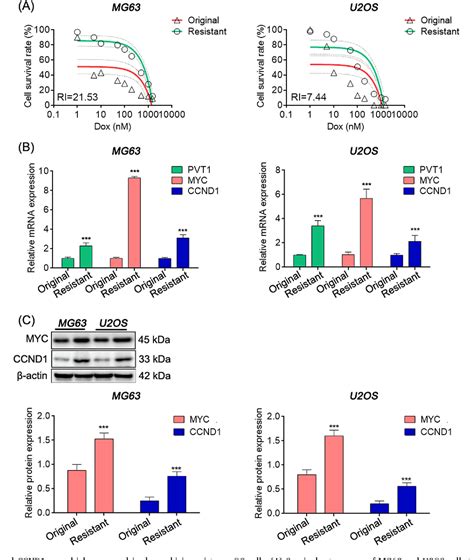 Figure 1 From Long Non Coding Rna Pvt1 Pvt1 Affects The Expression Of