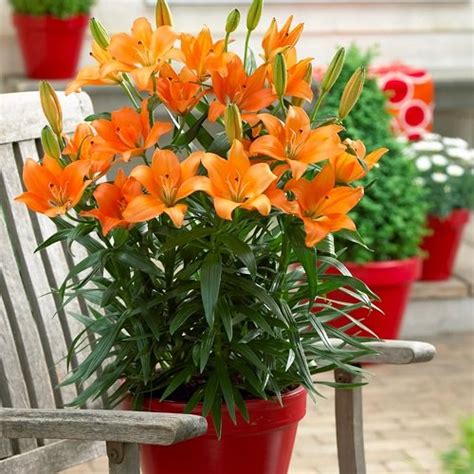 Stargazer Lily Meaning, Colors, and Symbolism | Balcony Garden Web