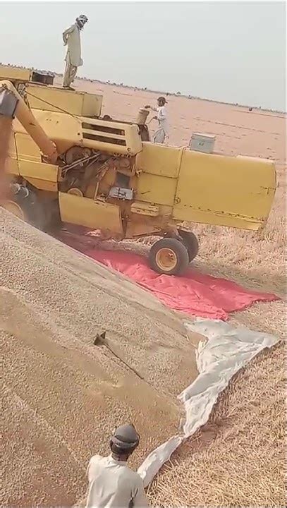 Wheat 🌾🌾🌾🚜🌾 Harvesting Youtube