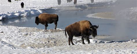 Bison attack two more Yellowstone visitors