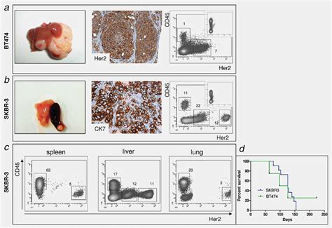 Macroscopic Histological And Flow Cytometric Analyses Of Tumors In