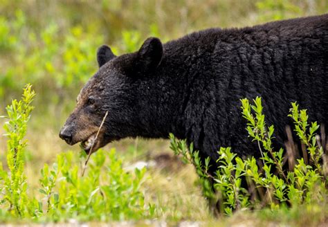 3 Wildlife Animals Found in Alberta