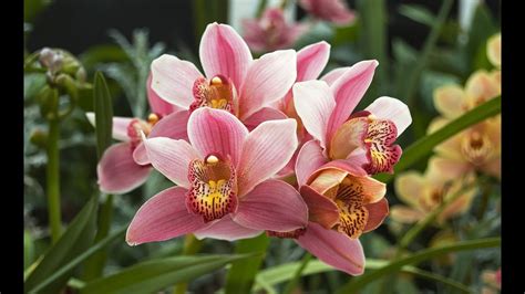 Orqu Dea Cymbidium Como Cuidar Conhe A Os Cuidados Tc